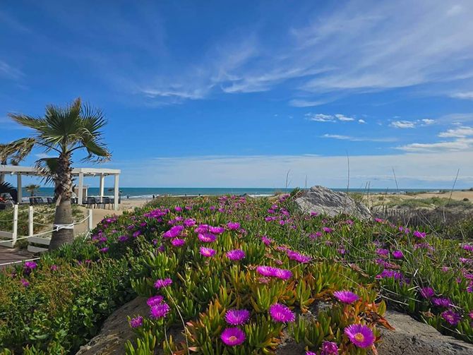 environnement vue de la plage derrière les dunes fleuries