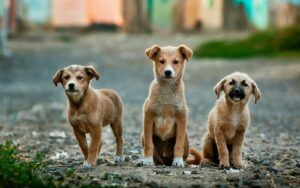 fourrière animale selective focus photography of three brown puppies