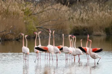 Photographiez la nature flamants roses sur l'etang
