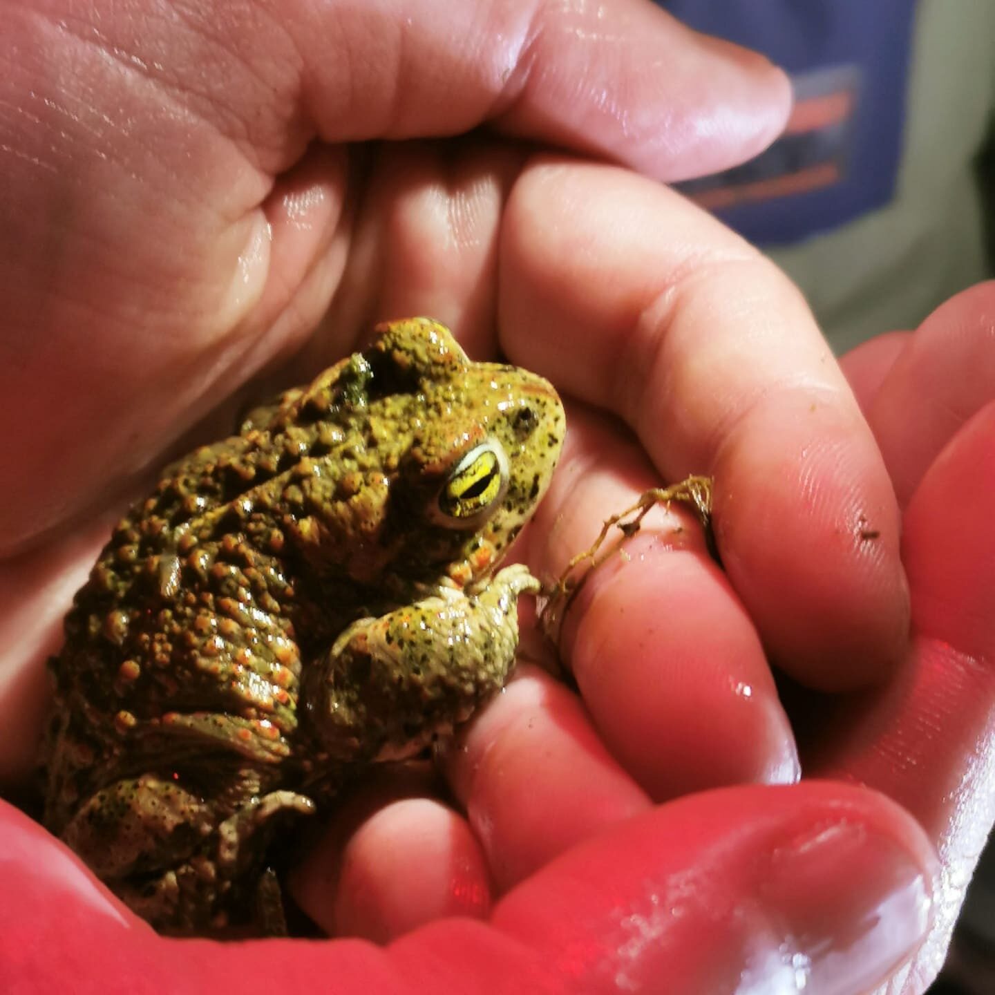 adena grenouille dans le creux de la main