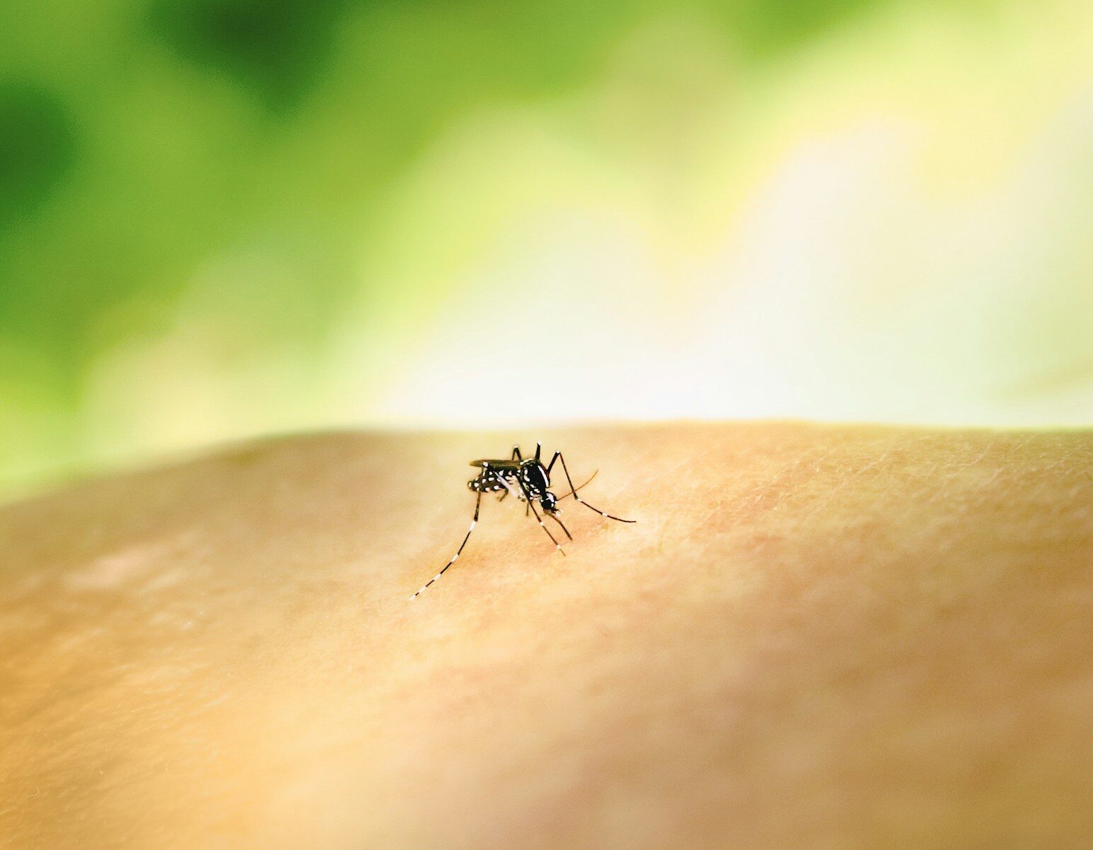 moustique tigre a mosquito crawling on the skin of someone's arm