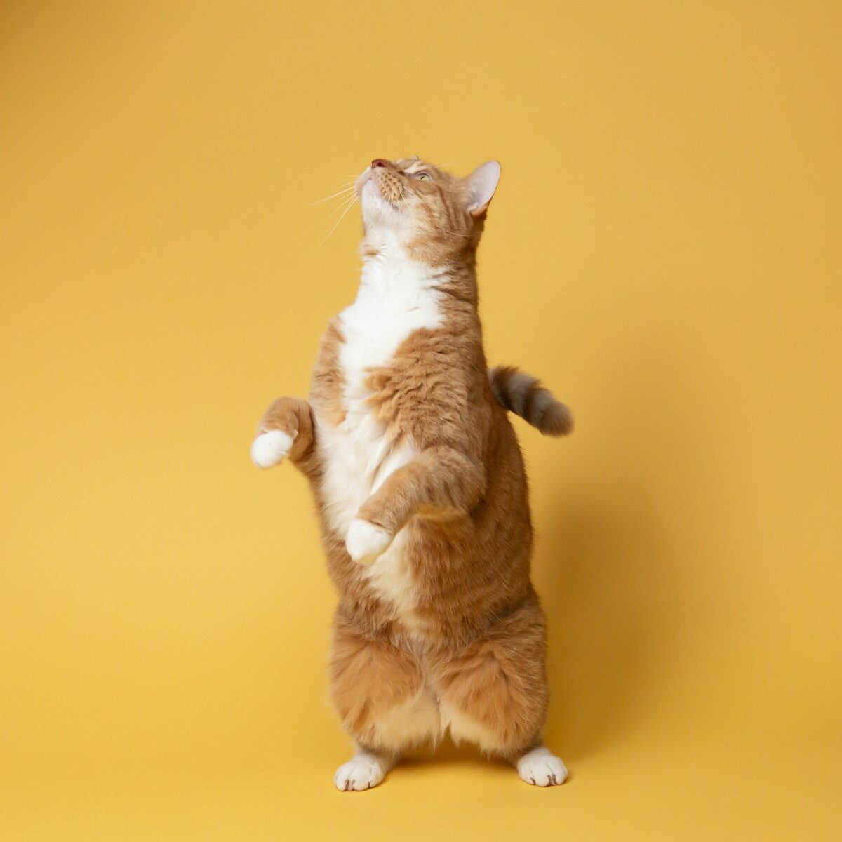 animaux Concours photo orange and white cat on yellow surface