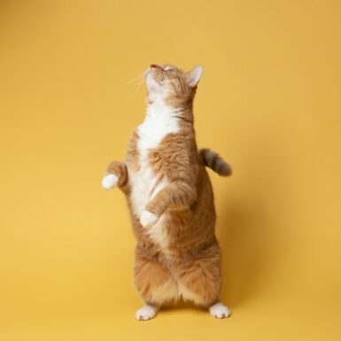 animaux Concours photo orange and white cat on yellow surface