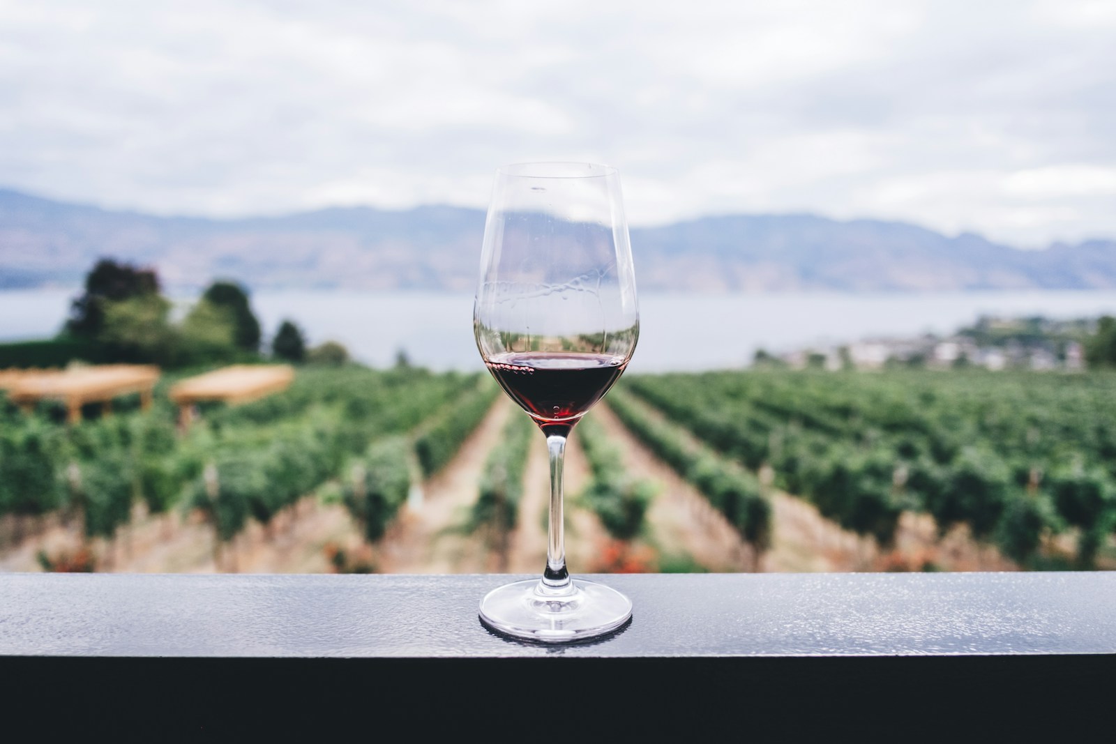 vin primeur clear wine glass overlooking orchard during daytime