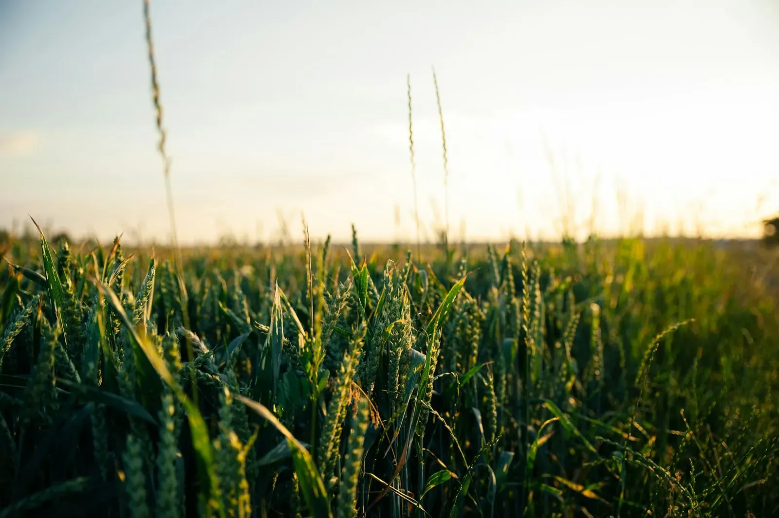 green wheat field during daytime