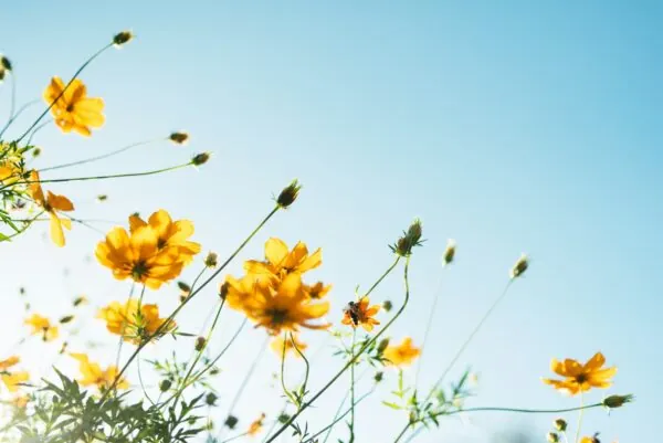fête de la nature selective focus photography of yellow flowers