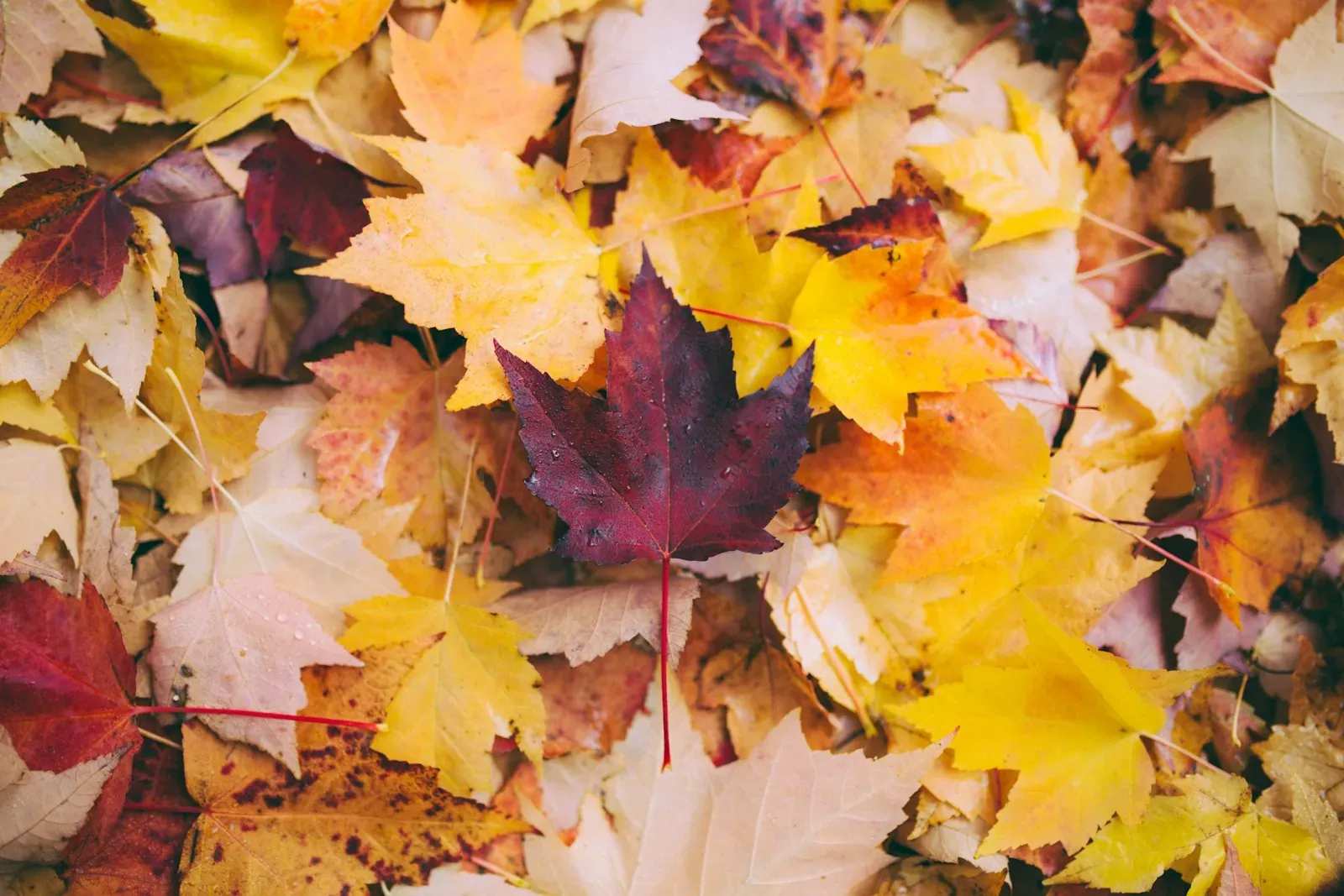 La foire d'automne. dried maple leaves