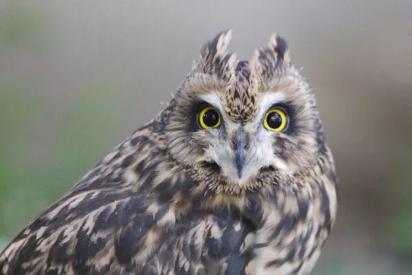 lpo a close up of an owl with yellow eyes