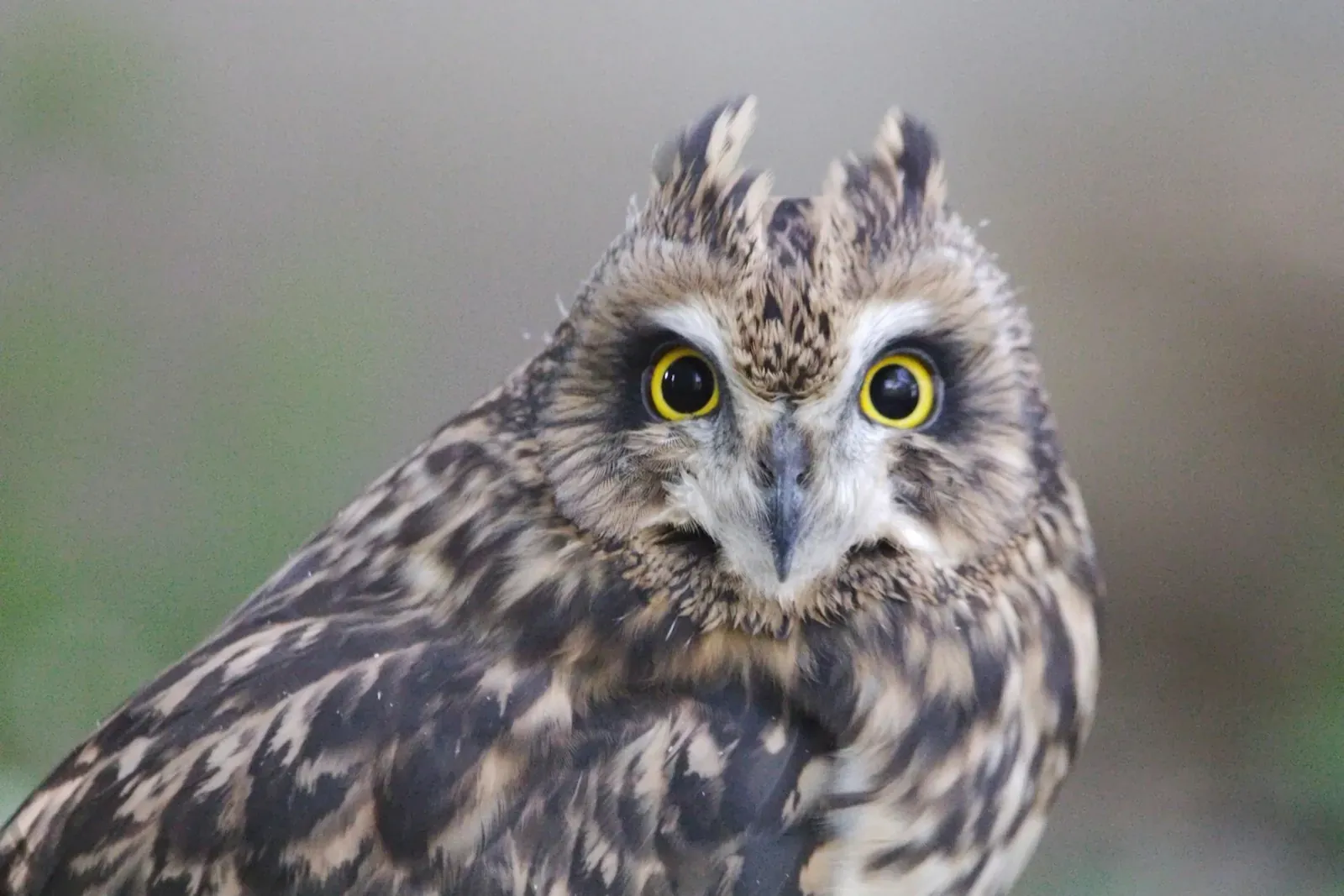 lpo a close up of an owl with yellow eyes
