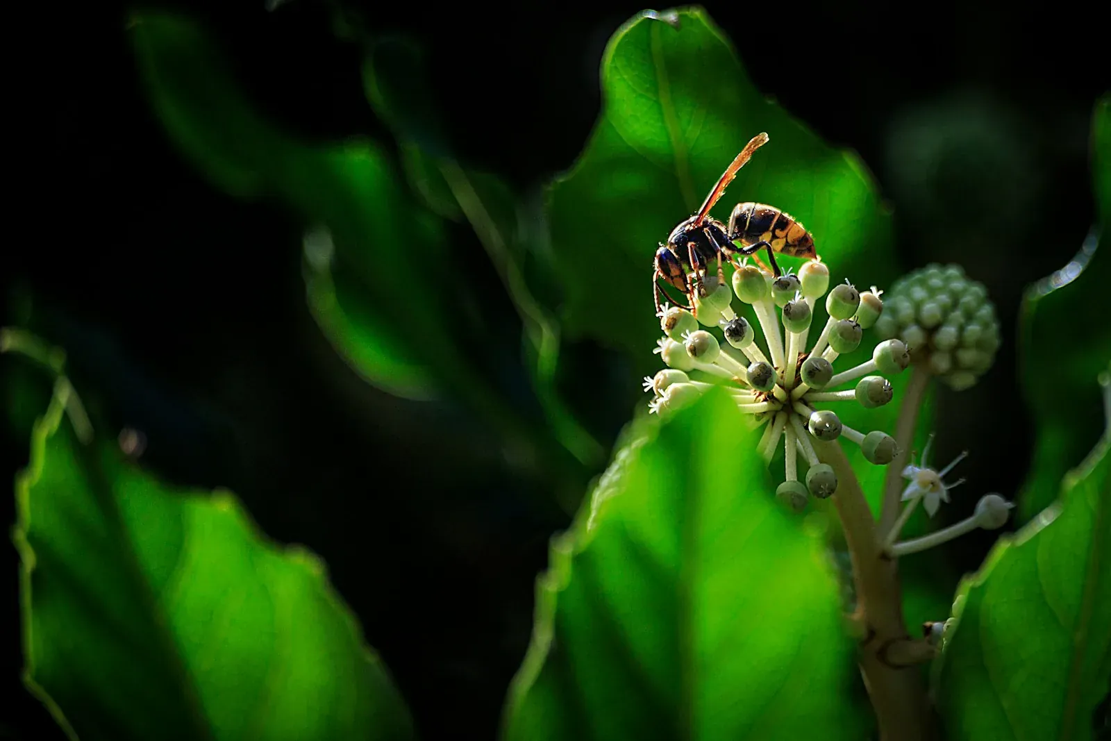 a bee sitting on top of a white flower
